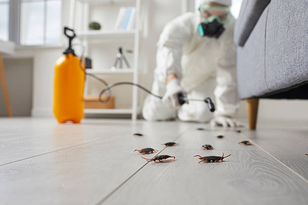 Affordable Cockroach Control solutions in Island City, OR